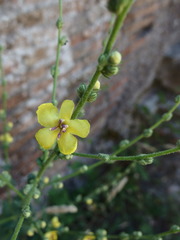 Verbascum