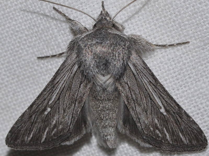 Brachygalea
