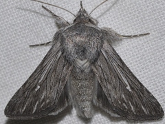 Brachygalea albolineata