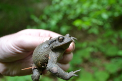 Bufo verrucosissimus