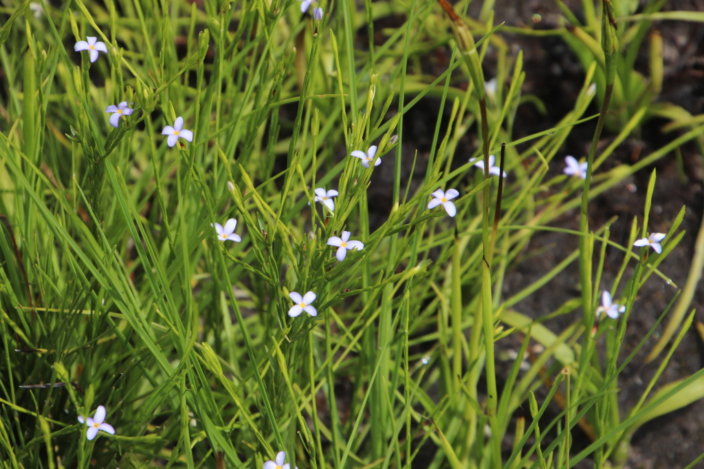 Gnidia linoides (Gnidia linoides)