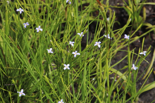 Gnidia linoides (Gnidia linoides)