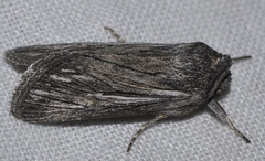 Brachygalea albolineata