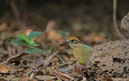 Bar-bellied Pitta (Hydrornis elliotii), photo 8