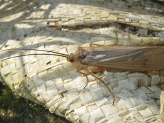 Dicosmoecus