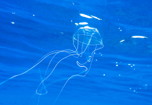 Representative image of Geryoniidae