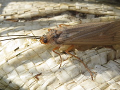 Dicosmoecus