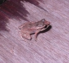 Eleutherodactylus johnstonei