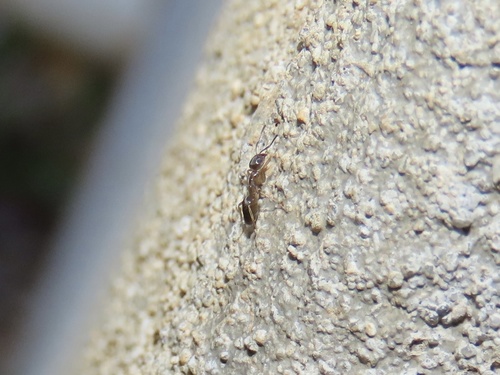 Odorous House Ant