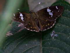 Celaenorrhinus putra