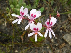 Pelargonium divisifolium
