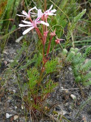 Pelargonium divisifolium