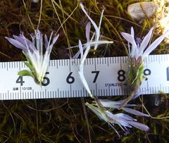 Melanoseris bracteata