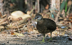 Tropicoperdix chloropus