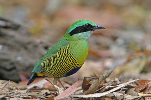 Bar-bellied Pitta (Hydrornis elliotii), photo 6