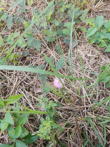 Sensitive Plant