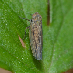 Graminella nigrifrons