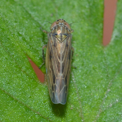 Graminella nigrifrons