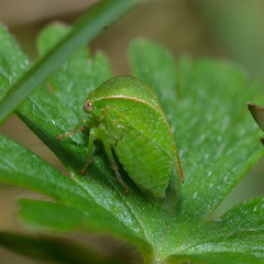 Spissistilus festinus