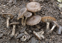 Faerberia carbonaria