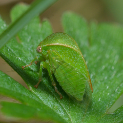 Spissistilus festinus