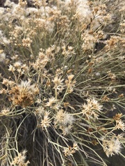 Ericameria nauseosa juncea