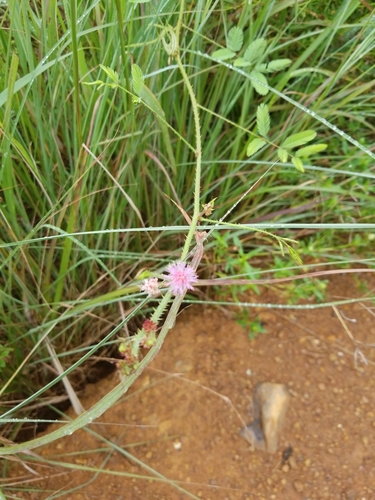 Sensitive Plant