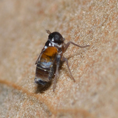 Flavoclypeus andromedus