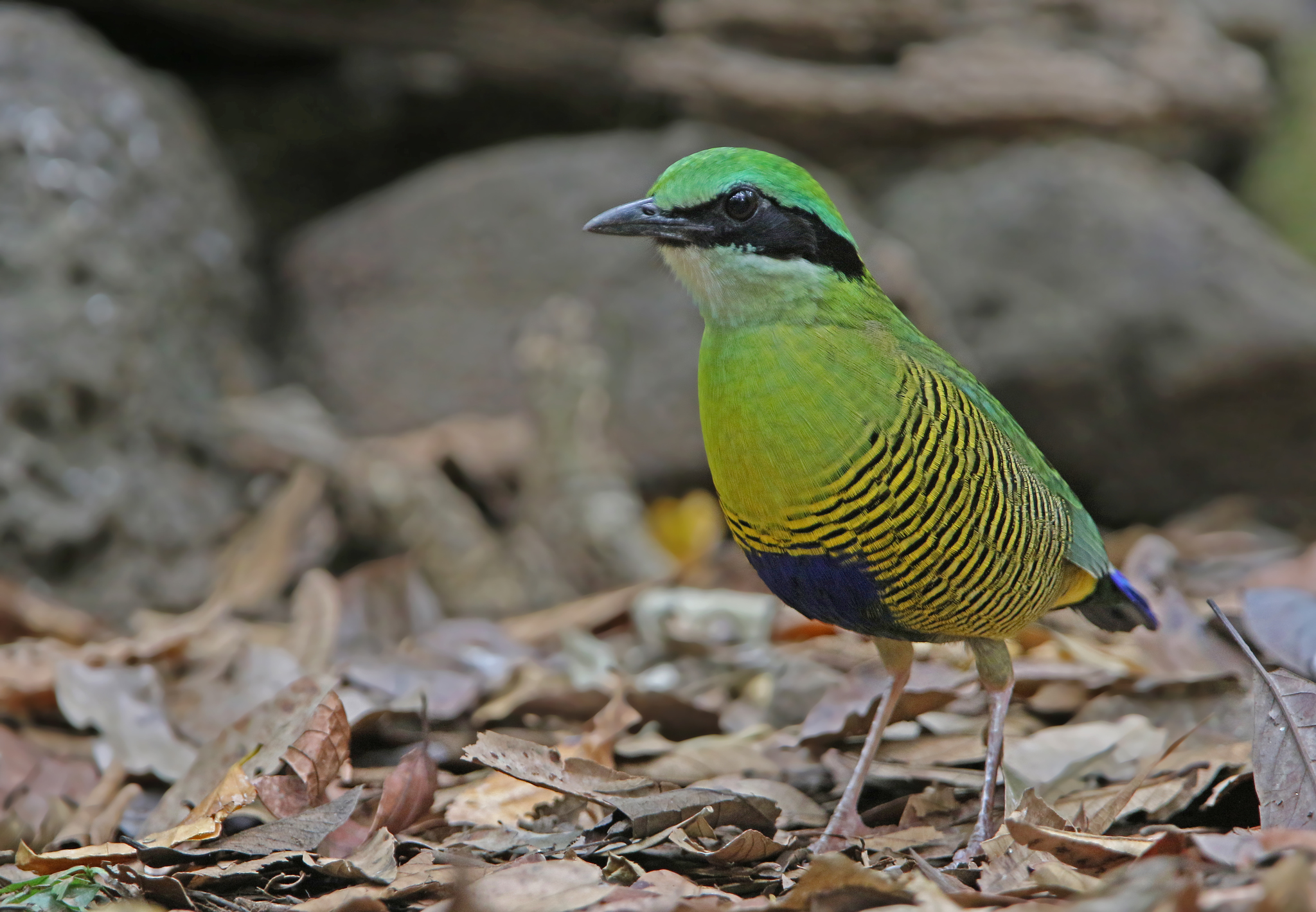 Hydrornis elliotii (Oustalet, 1874)