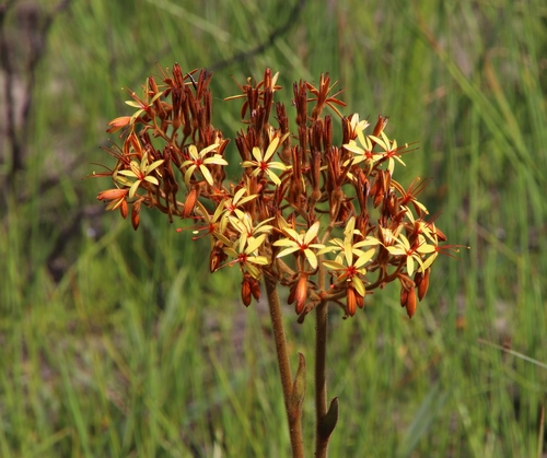Image of Dilatris viscosa by (c) Tony Rebelo, some rights reserved (CC BY-SA)