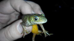 Ommatotriton ophryticus