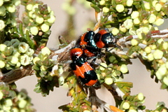 Dicranolaius