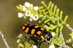 Castiarina decemmaculata