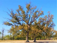 Carya illinoinensis