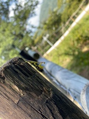 Callimantis antillarum