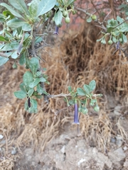 Dunalia brachyacantha