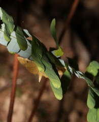 Notarcha aurolinealis