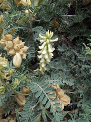 Astragalus nuttallii
