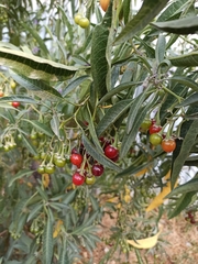 Solanum nitidum
