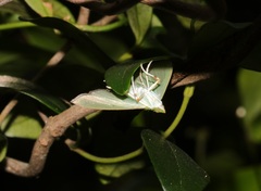 Parotis punctiferalis