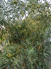 Solanum nitidum