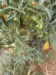 Solanum nitidum