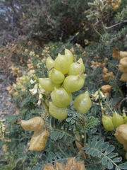 Astragalus nuttallii