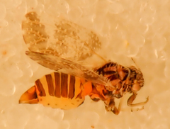 Aphalaroida pithecolobia