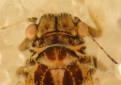 Aphalaroida pithecolobia