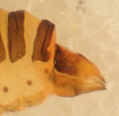 Aphalaroida pithecolobia