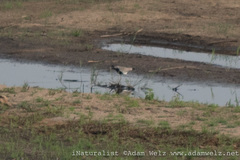 Vanellus armatus × albiceps