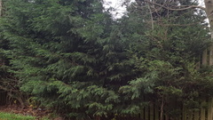 Chamaecyparis lawsoniana