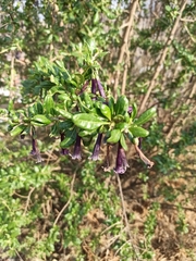 Dunalia brachyacantha