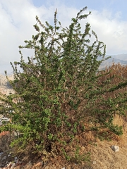 Dunalia brachyacantha